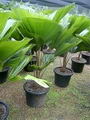 Licuala Grandis